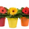 Gerbera Daisies XL