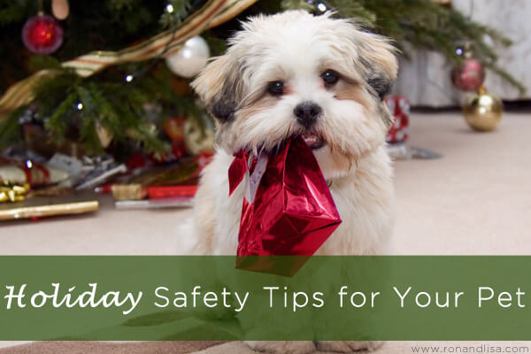 Holiday Safety Tips For Your Pet Copy
