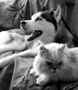 Dog And Cat