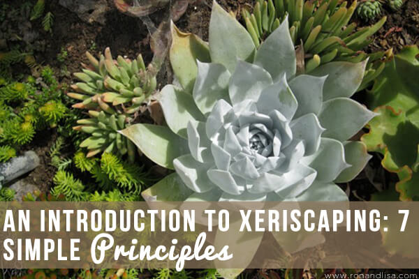 An Introduction To Xeriscaping 7 Simple Principles Copy