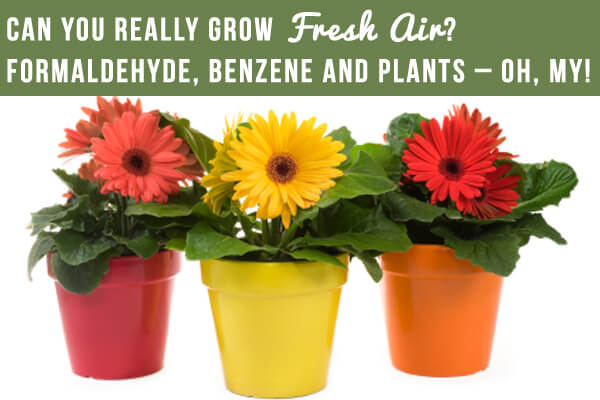 Can You Really Grow Fresh Air - Plants Copy