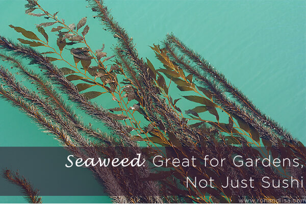 Seaweed: Great For Gardens, Not Just Sushi