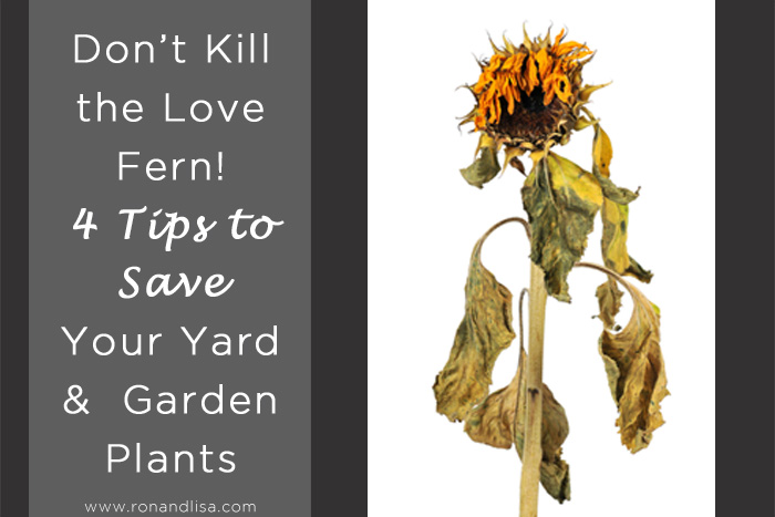 Don’t Kill the Love Fern! 4 Tips to Save Your Yard & Garden Plants