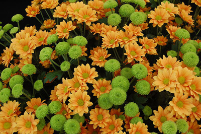 Chrysanthemum1