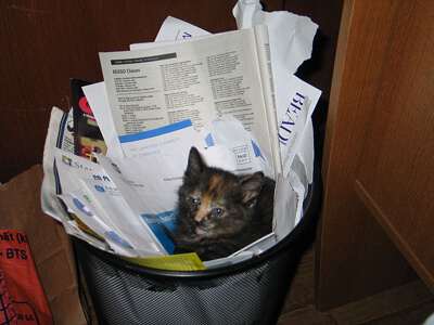 Recycled_Kitten1