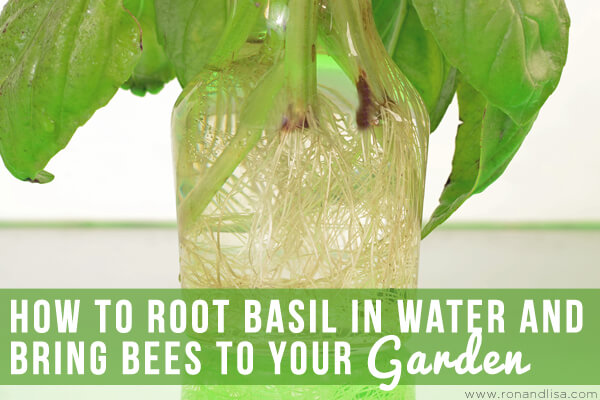 How To Root Basil In Water And Bring Bees To Your Garden Copy