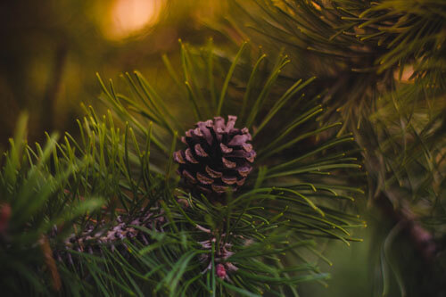 Pinecone