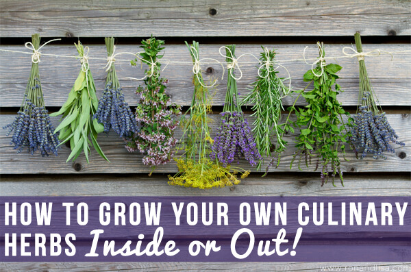 how-to-grow-your-own-culinary-herbs-inside-or-out