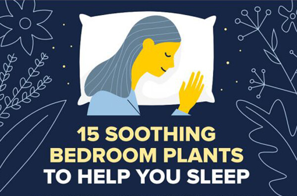 15 Bedroom Plants To Help You Sleep