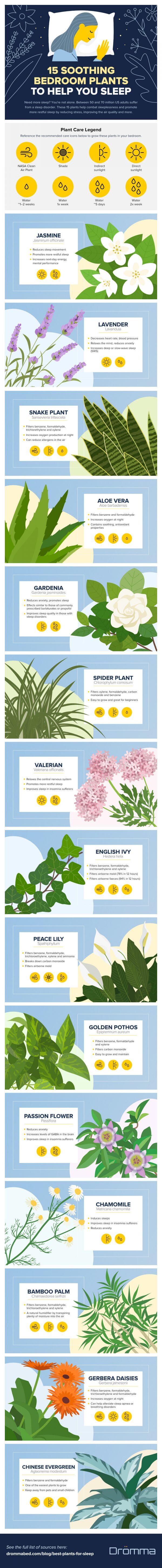 15 Bedroom Plants To Help You Sleep