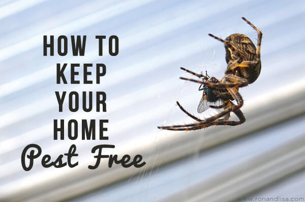How To Keep Your Home Pest Free