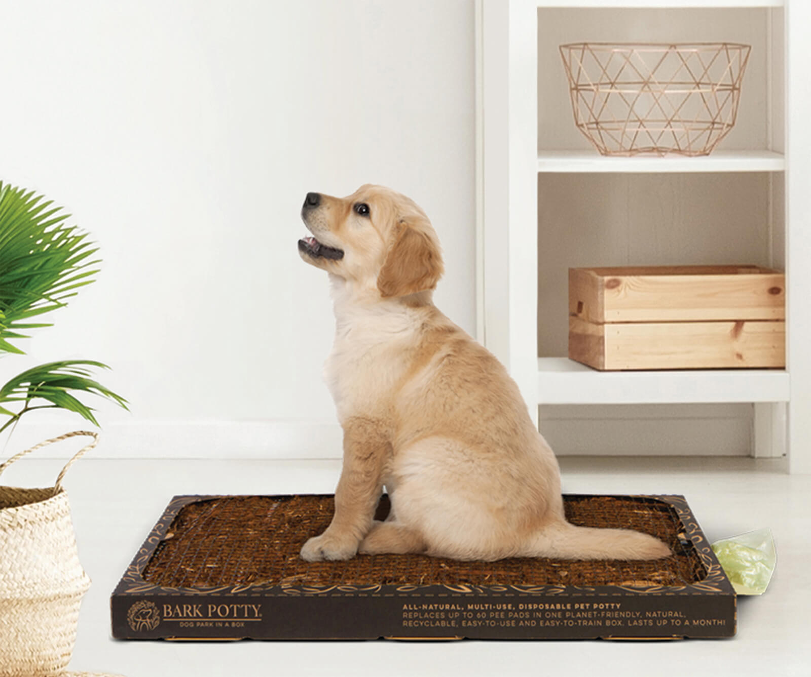 The Eco-Friendly Pooch Potty Pad Sweepstakes!