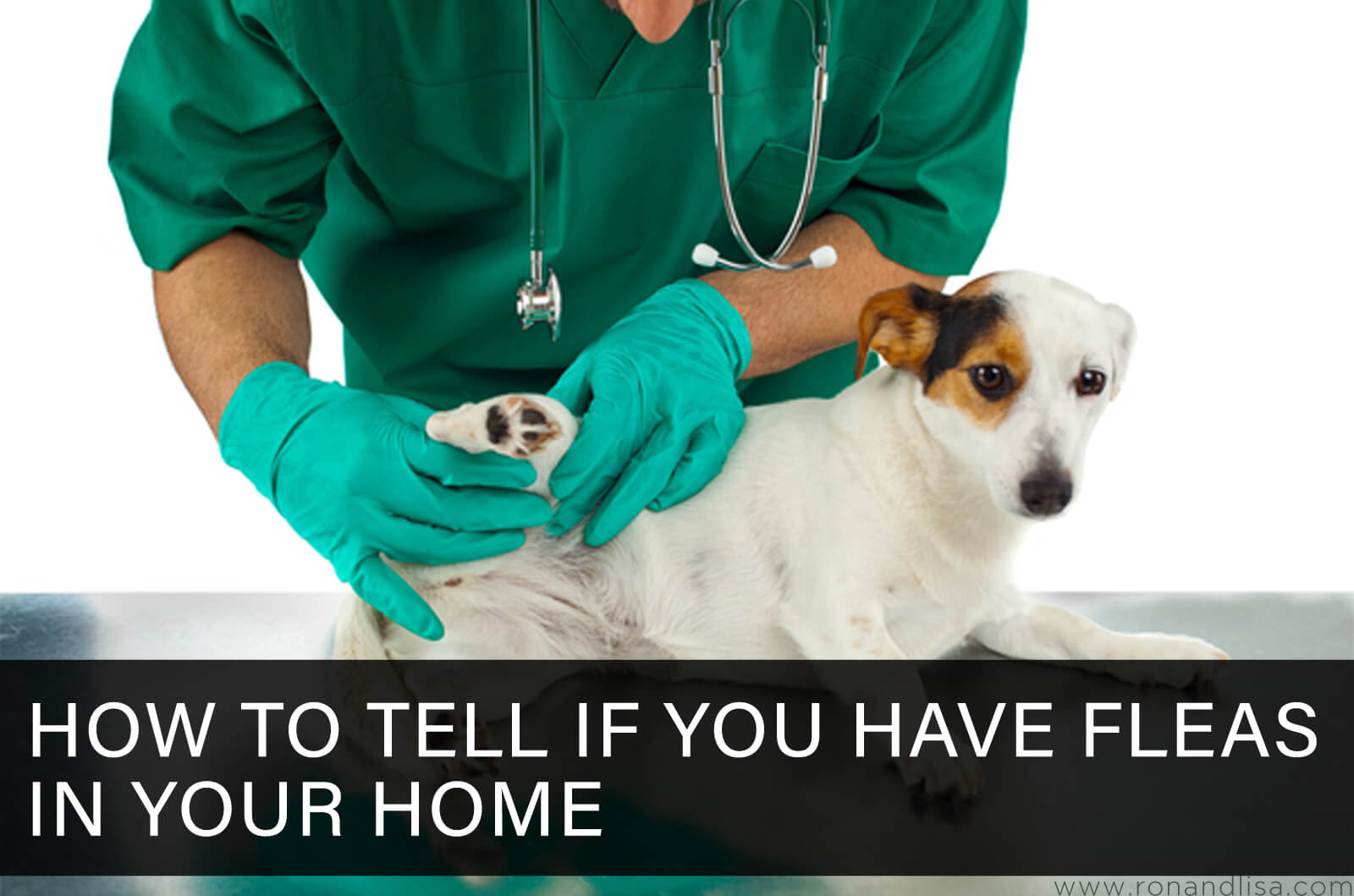 How To Tell If You Have Fleas In Your Home