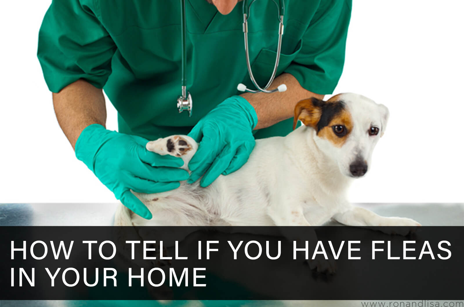 How to Tell If You Have Fleas In Your Home