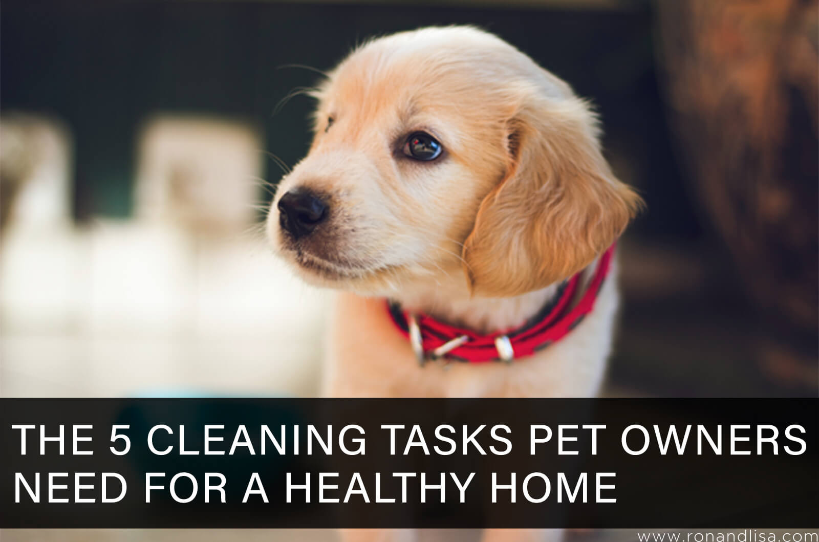 The 5 Cleaning Tasks Pet Owners Need For A Healthy Home