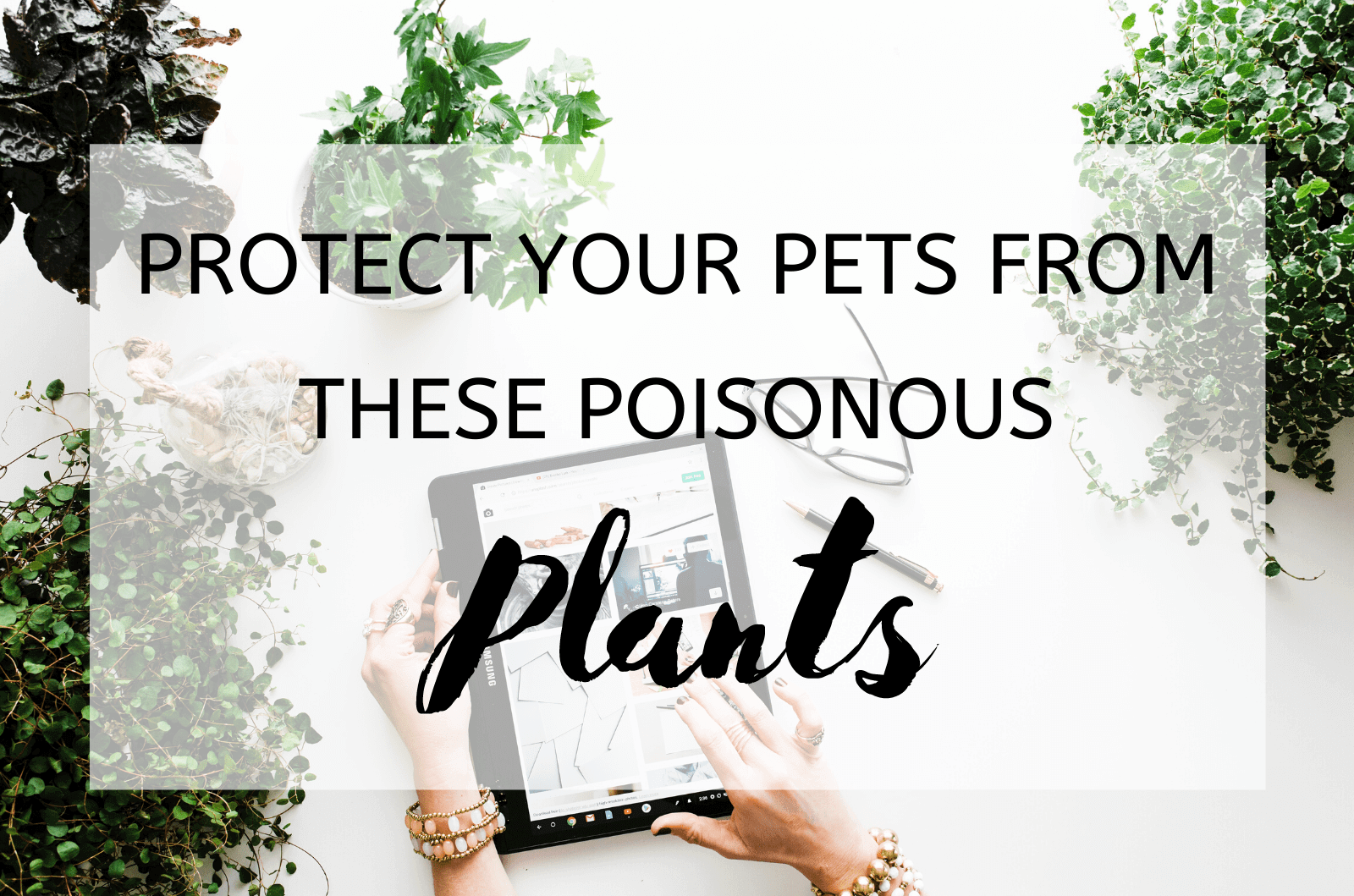 Protect Your Pets From These Poisonous Plants