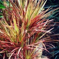 Red Edged Dracaena