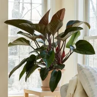 Philodendron Congo Rojo