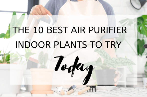 The 10 Best Air Purifier Indoor Plants to Try Today