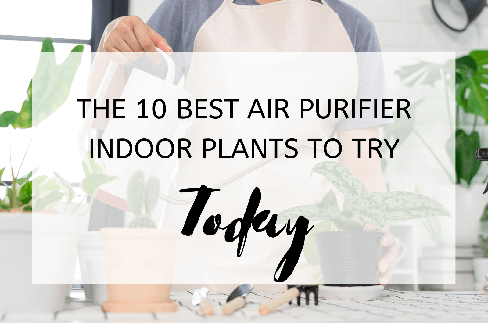 The 10 Best Air Purifier Indoor Plants To Try Today