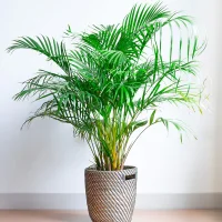 Areca Palm Tree