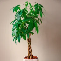 Money Tree