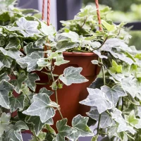 Variegated English Ivy